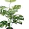 26" Premade Potted Monstera Plant by Ashland®